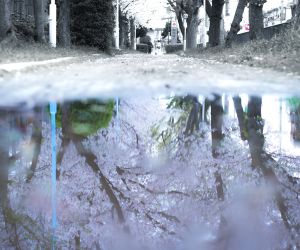 水たまりに反射した桜並木を下から見上げるように捉えたアートフォト
