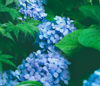 雨上がりの紫陽花が瑞々しく咲く様子を、柔らかな自然光で撮影した写真。