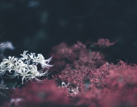 白と赤の彼岸花が静かに咲き誇る幻想的な花の写真。柔らかな光が花弁を包み込む。