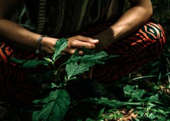 森の中で植物に触れる人物の手元のクローズアップ写真