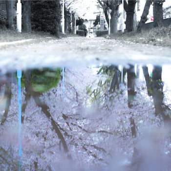 桜並木が水たまりに反射した風景をアートのように捉えた写真